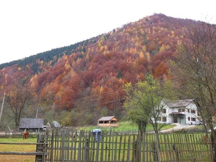 Pensiunea Valea Pinului Rau Sadului Exterior photo