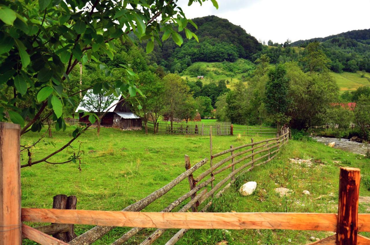 Pensiunea Valea Pinului Rau Sadului Exterior photo